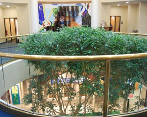 Ficus Tree