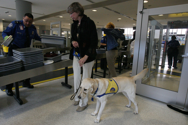 airport dog