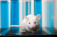 Down Syndrome Model Mouse Down Syndrome Model Mouse