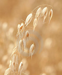 Oat Stalk Oat Stalk