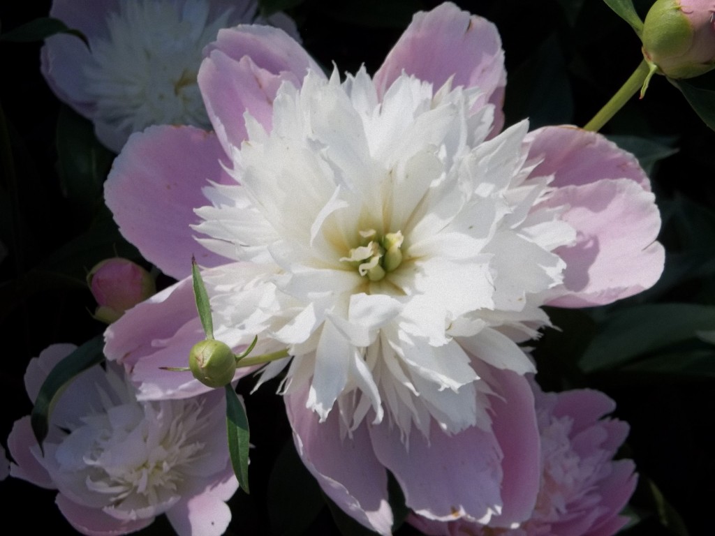 Pink and White Peony by Louie Wang