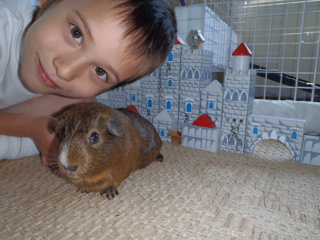 Guinea Pig Guinea Pig