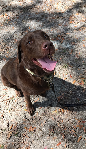 Service Dogs for Special Needs