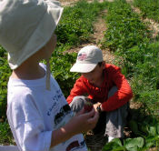 Picking Strawberries