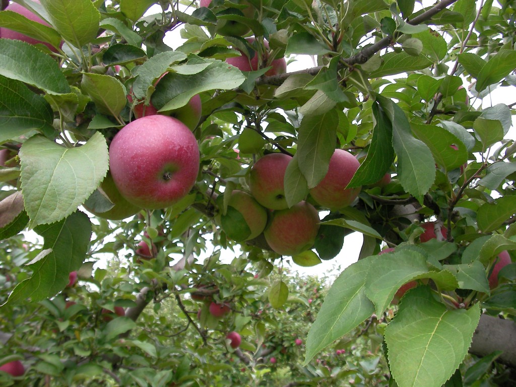 Apples Apples