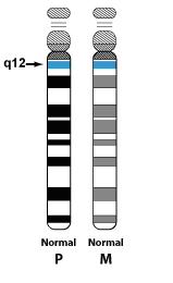Normal_15_Chromosome(1)
